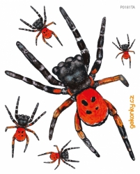 Stepník černonohý, pavouk, nažehlovačka