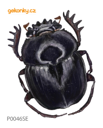Skarabeus