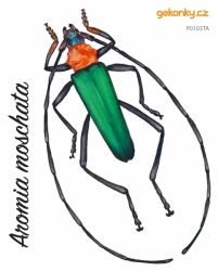 Beetle Aromia moschata, decal for fabric