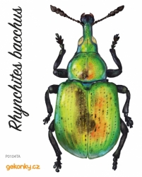Beetle Rhynchites bacchus, decal for fabric