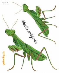 Scarabaeus sacer, decal for fabric - kopie - kopie