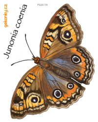 Motýl Junonia coenia, nažehlovačka