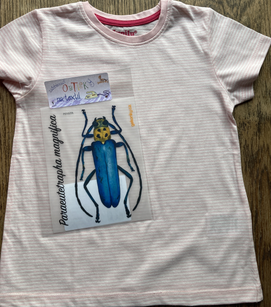 Beetle Paraeutetrapha magnifica, decal for fabric